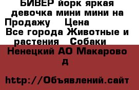 БИВЕР йорк яркая девочка мини мини на Продажу! › Цена ­ 45 000 - Все города Животные и растения » Собаки   . Ненецкий АО,Макарово д.